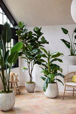 Faux Houseplants + Succulents | Terrain