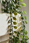 Faux Hanging Button Fern #2