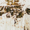 Ivory Pattern