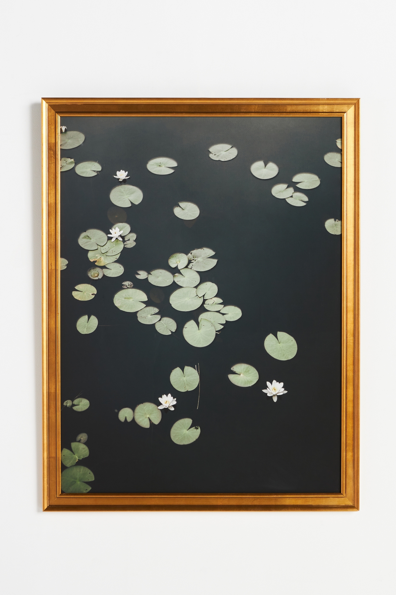 Lilies Wall Art