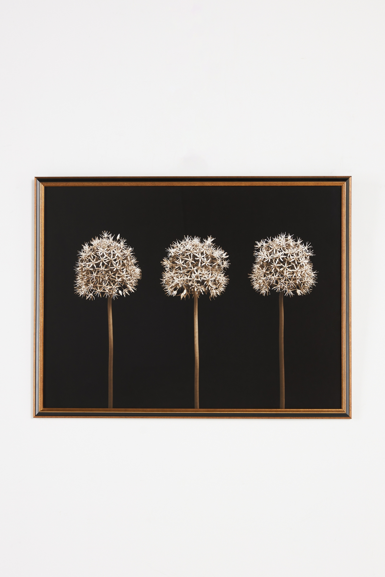 Three Alliums Wall Art