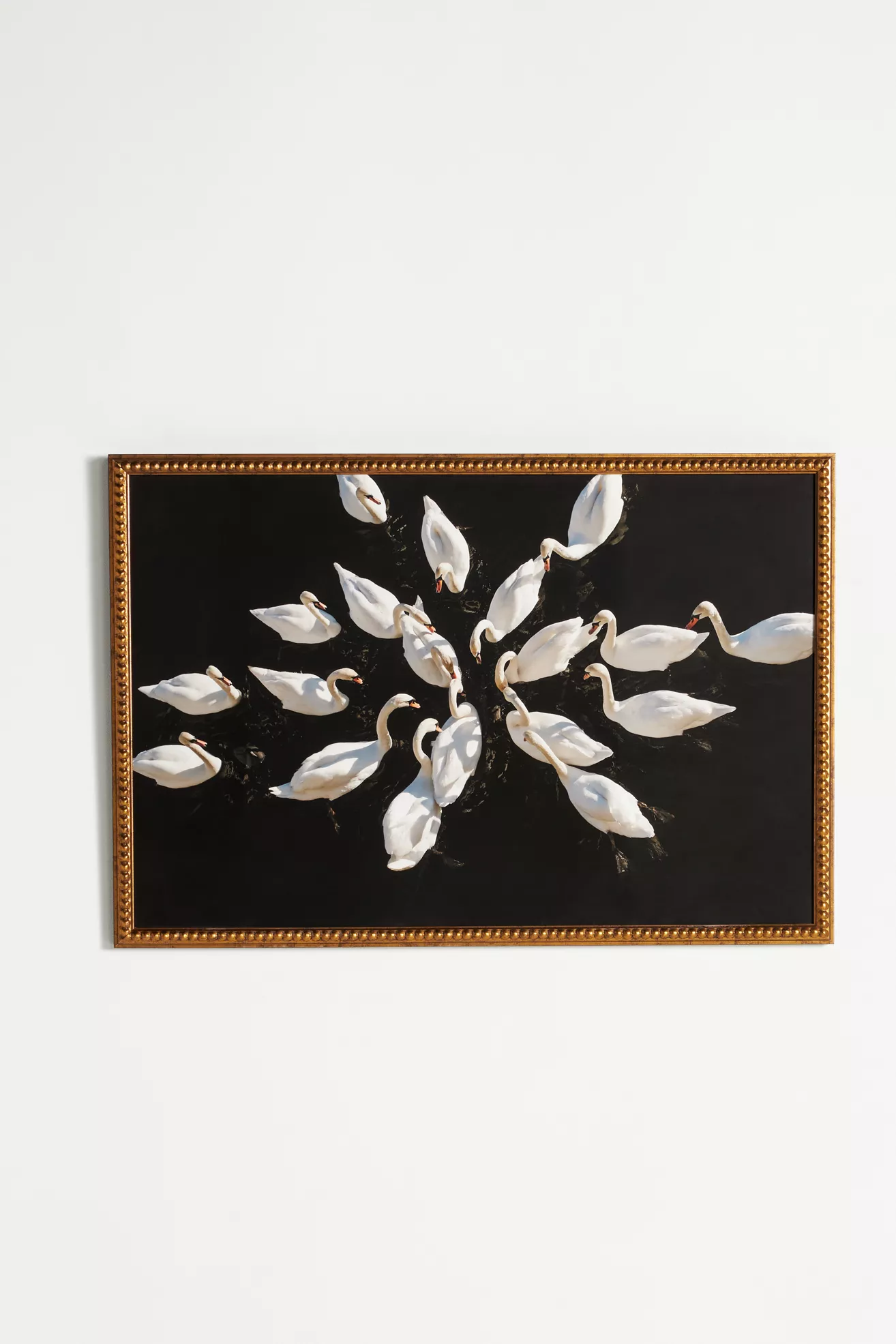 Romantic Swans in a Lake Bird Wall Art