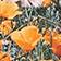 Orange Pattern