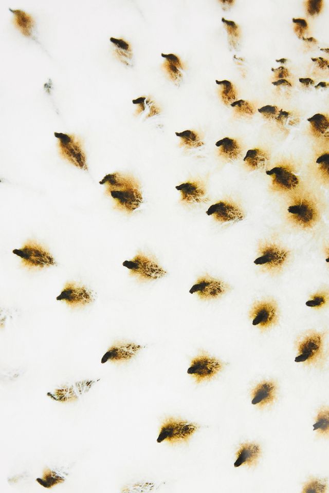 Japanese Anemone Wall Art #1