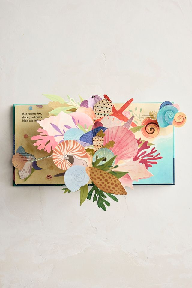 Shells: A Pop-Up Book of Wonder #1