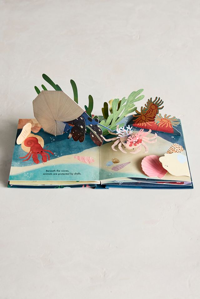 Shells: A Pop-Up Book of Wonder #2