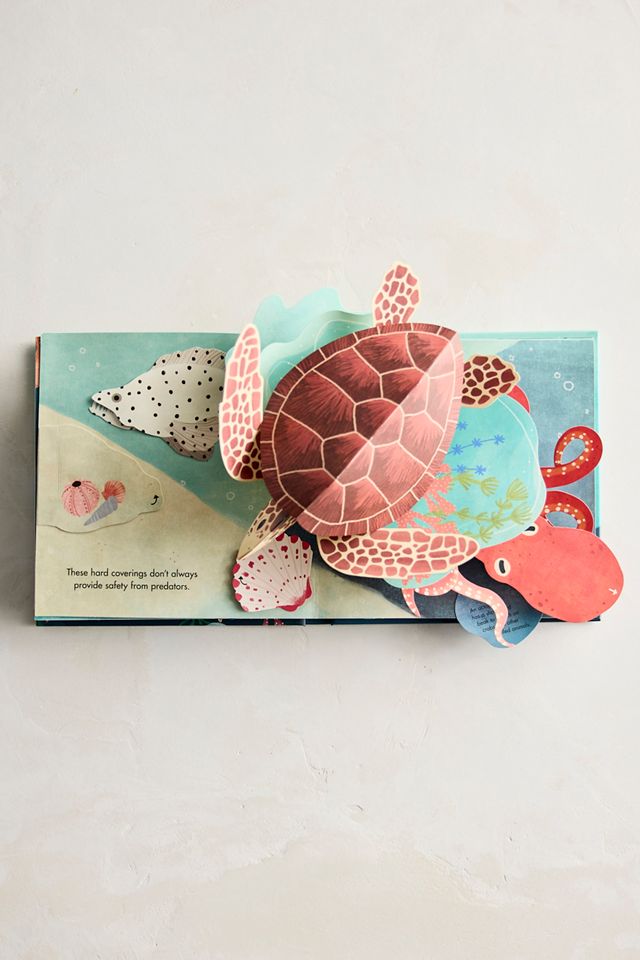 Shells: A Pop-Up Book of Wonder #3