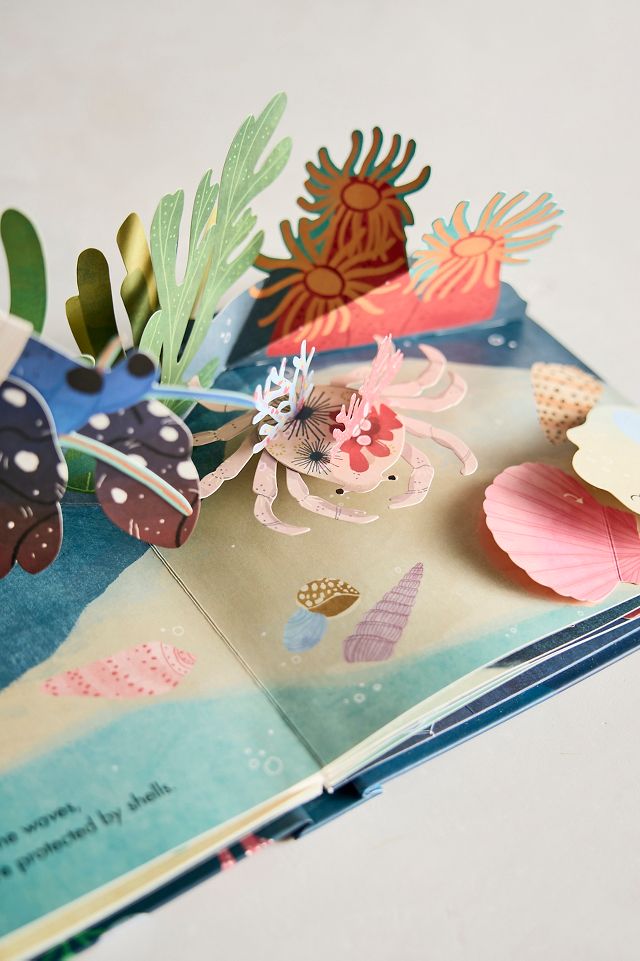 Shells: A Pop-Up Book of Wonder #4