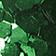 GREEN MOTIF