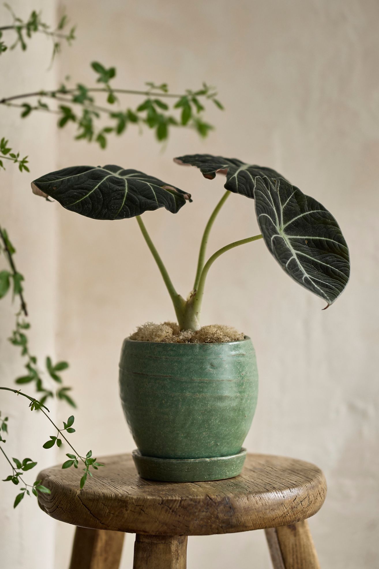 Evergreen Ceramic Pot + Saucer Set - Green, ONE SIZE