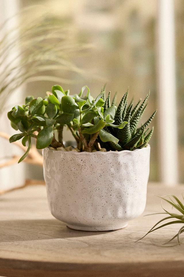 Ripple Rim Ceramic Pot | Terrain