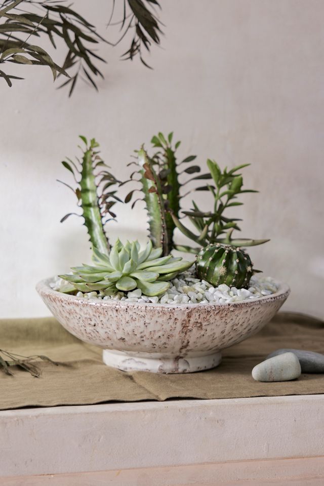 Divvy Ceramic Bowl Planter #1