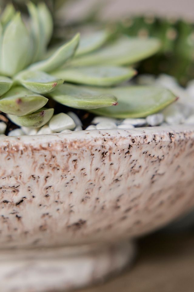 Divvy Ceramic Bowl Planter #3