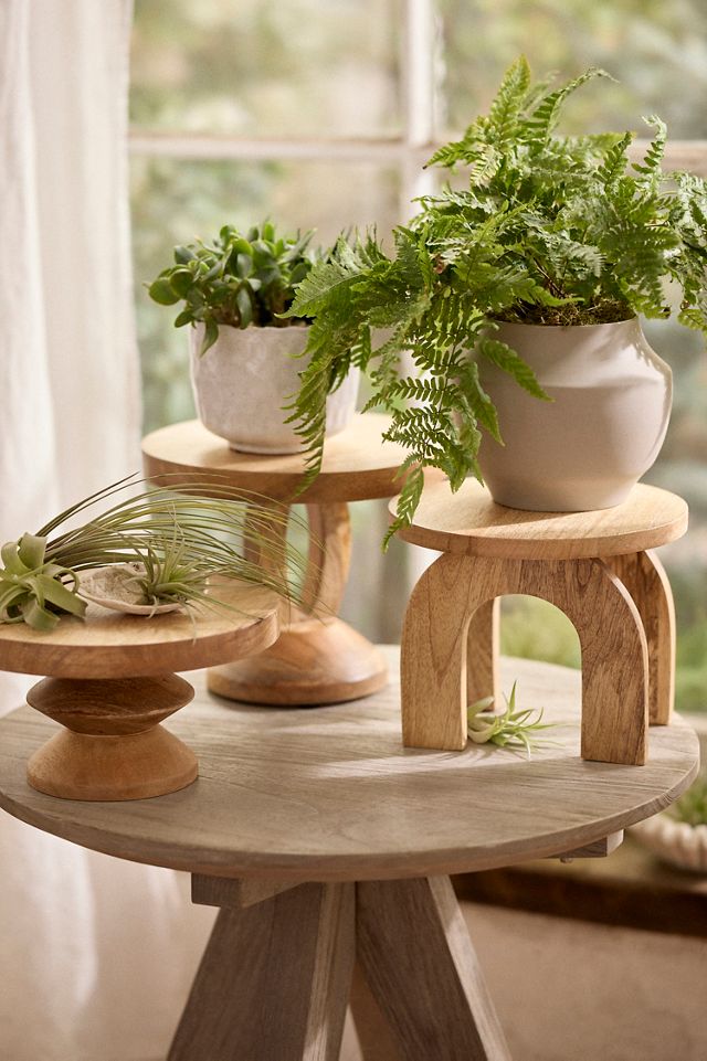 Natural Wood Plant Stand, Loop #1