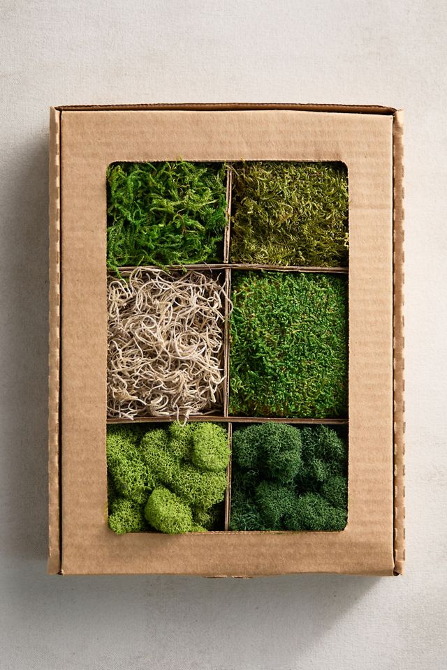 Preserved Mood Moss, Set of 6 #1