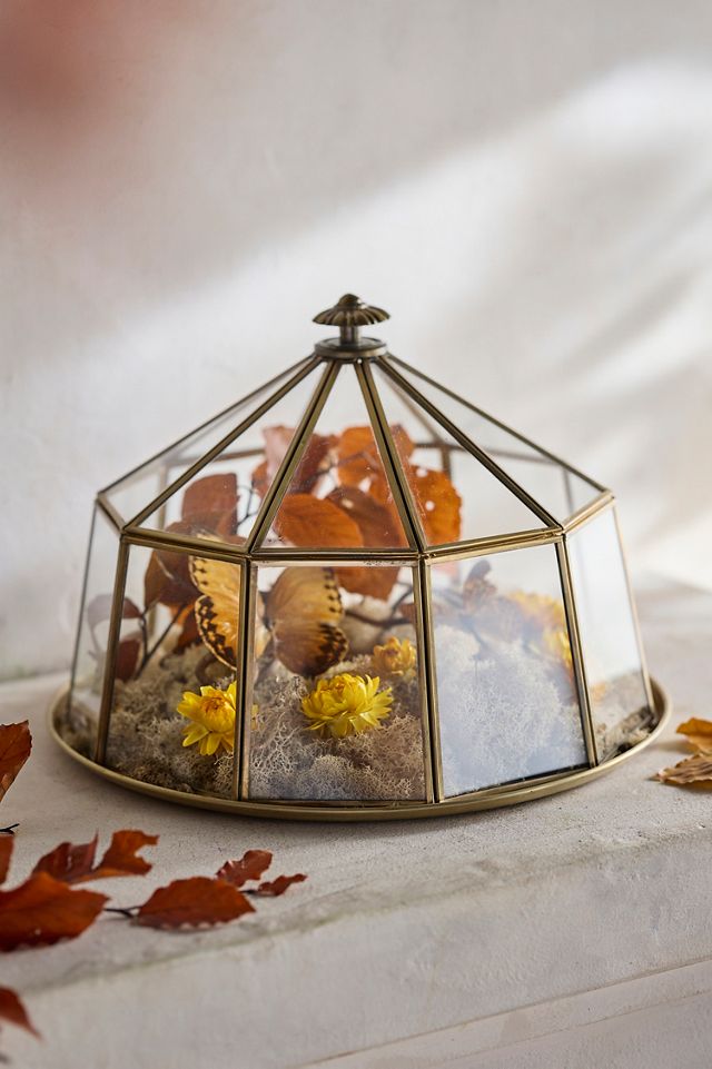 Domed Brass + Glass Cloche #2
