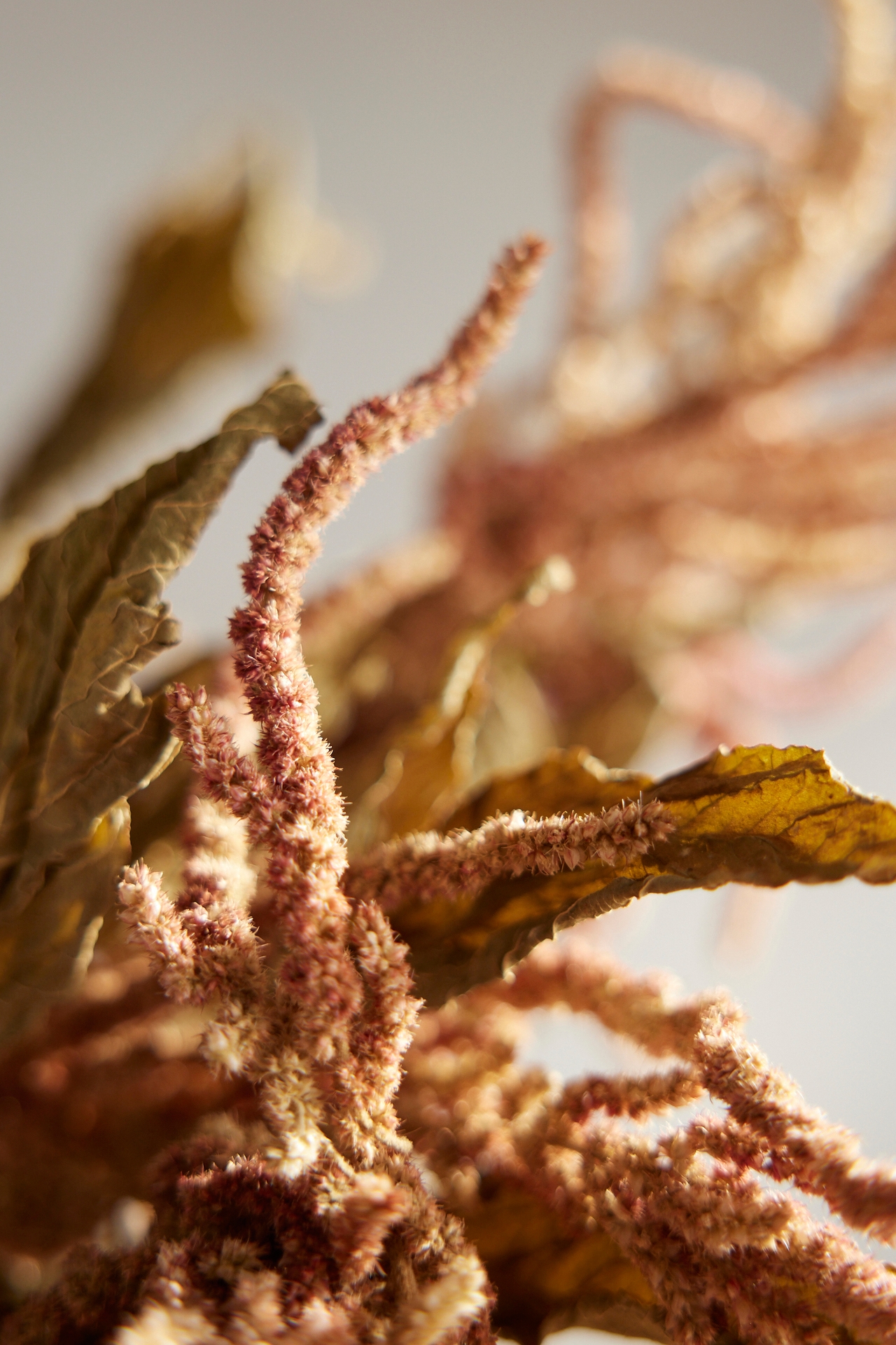 Dried Amaranth Bunch