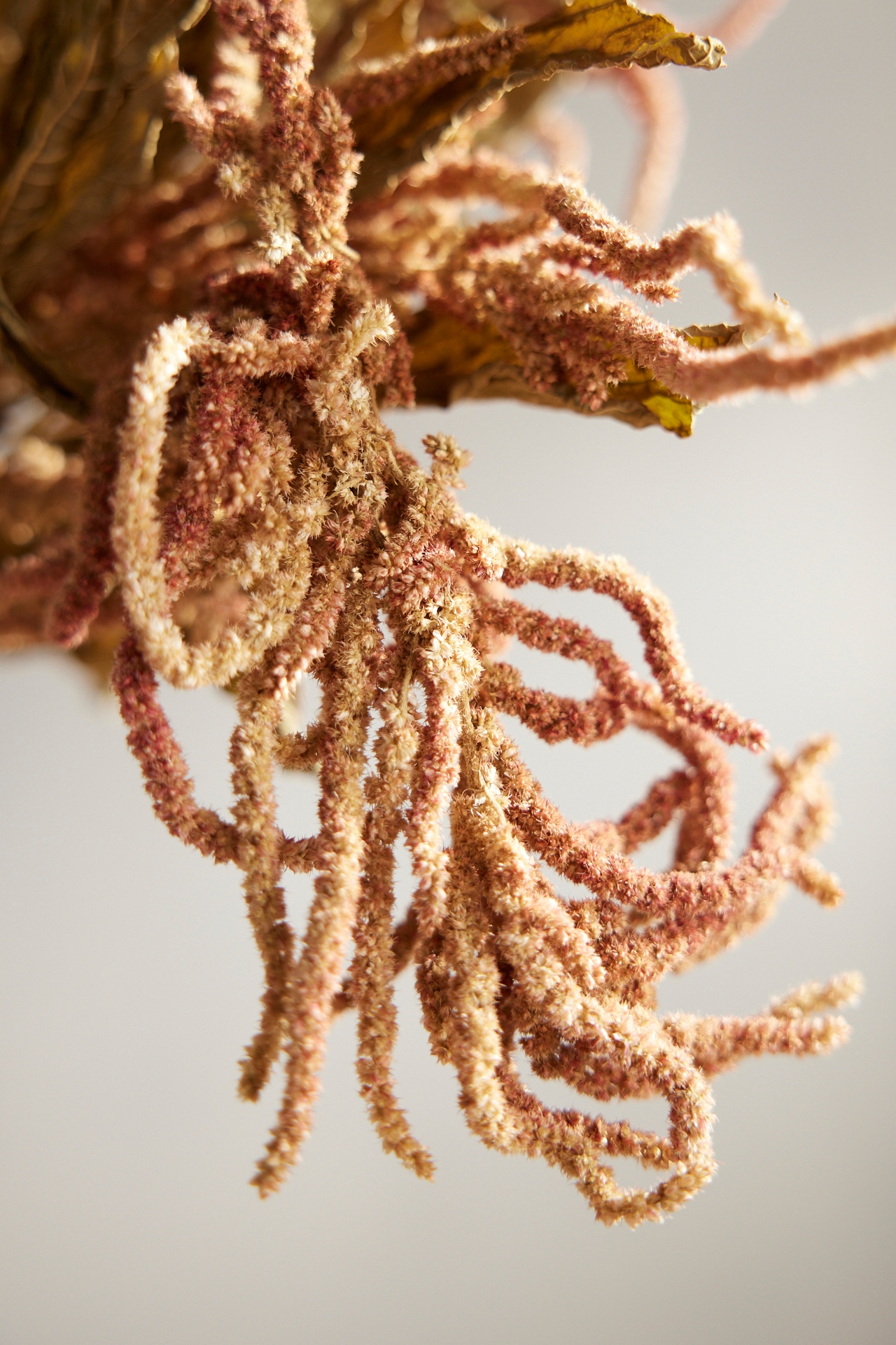 Dried Amaranth Bunch