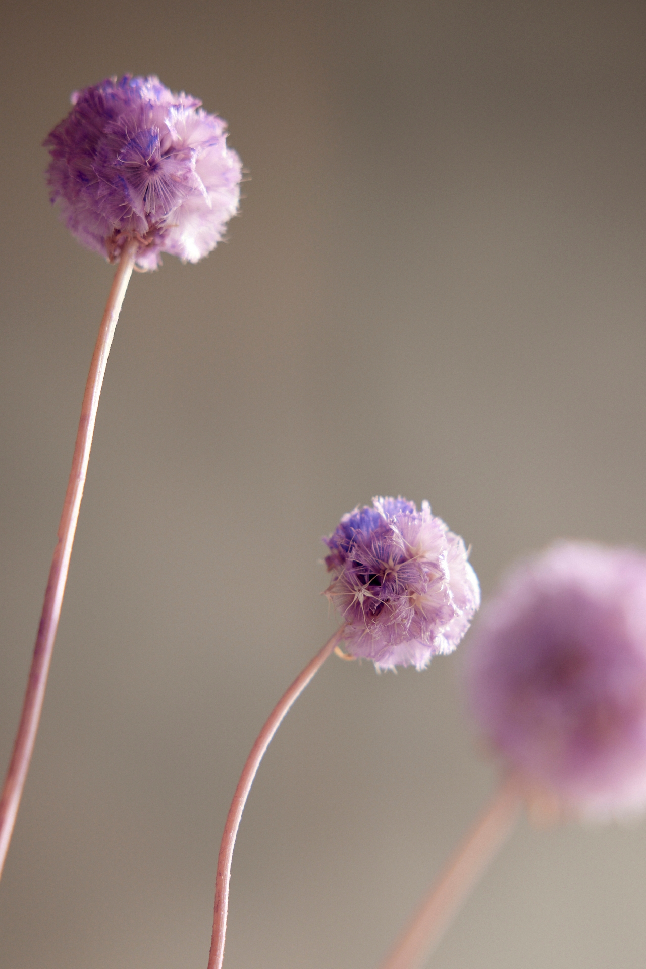 Preserved Scabiosa Bunch