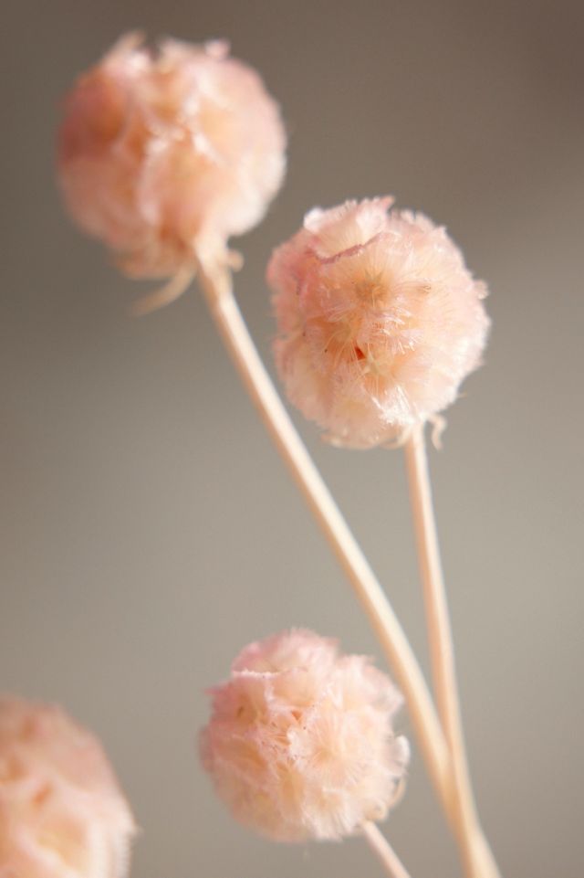 Preserved Scabiosa Bunch #1