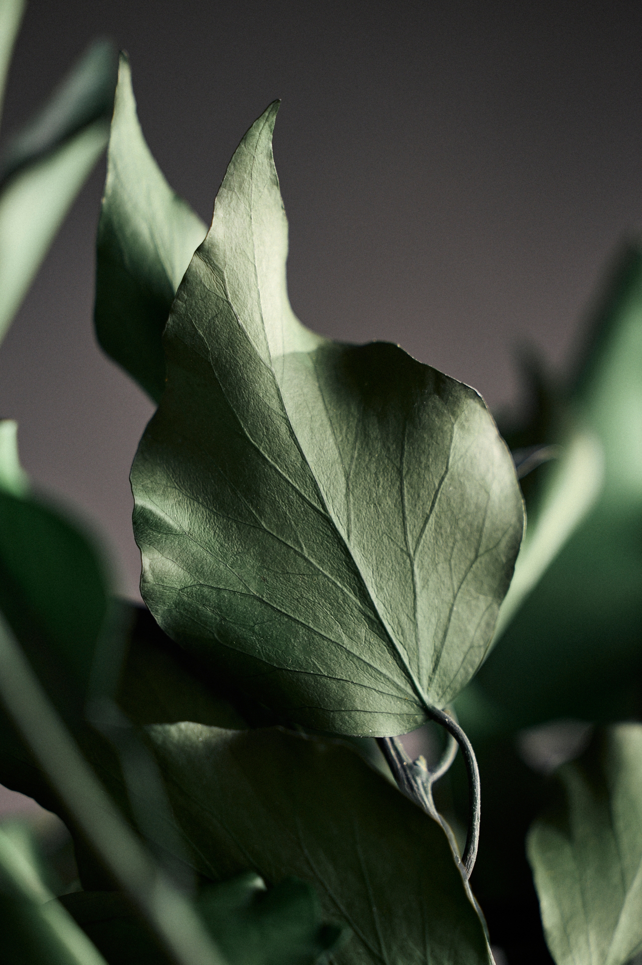 Preserved Hedera Bunch