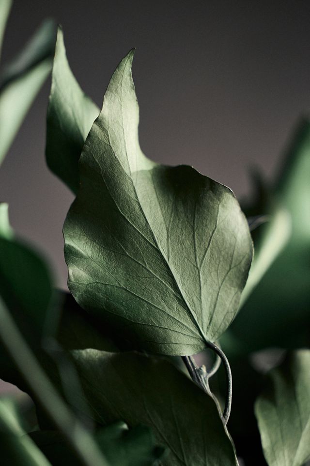 Preserved Hedera Bunch #1