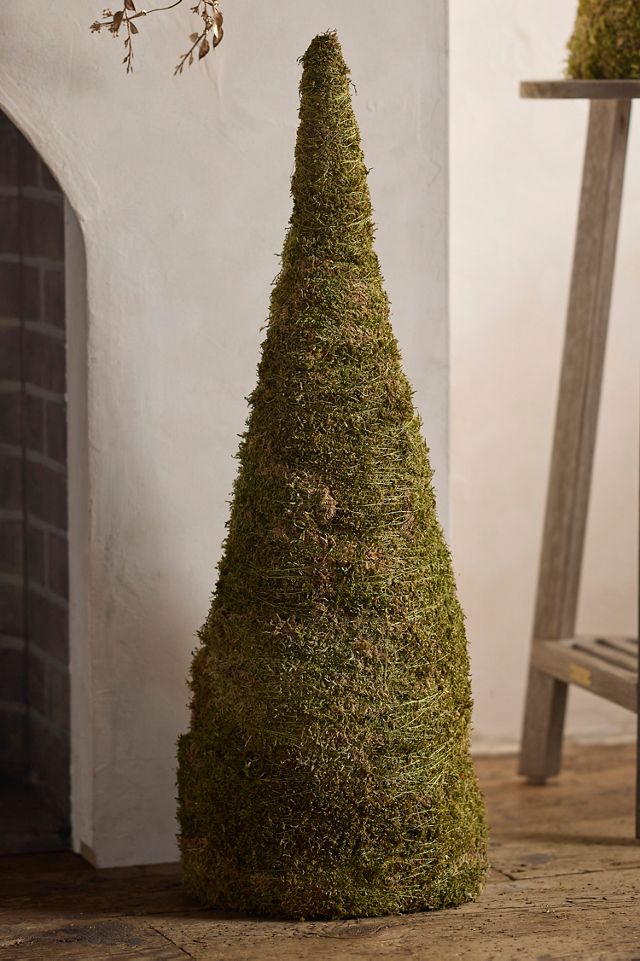 Dried Moss Cone #1