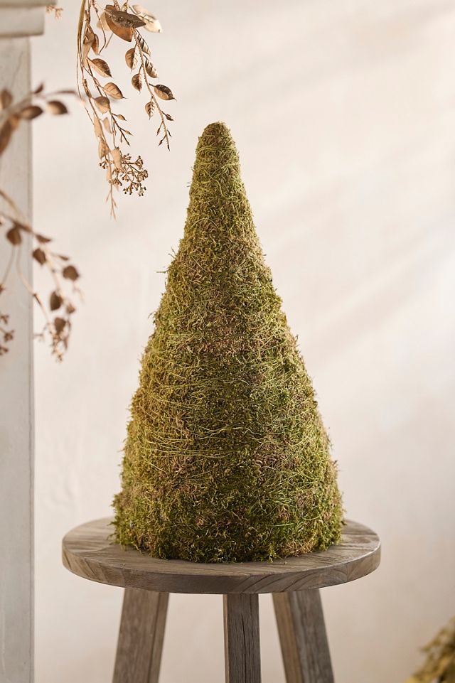 Dried Moss Cone #2