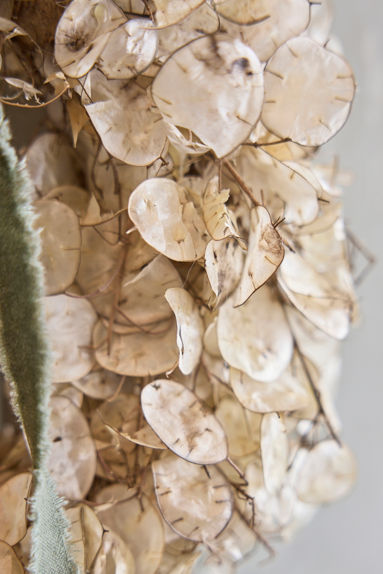 Dried Lunaria Wreath