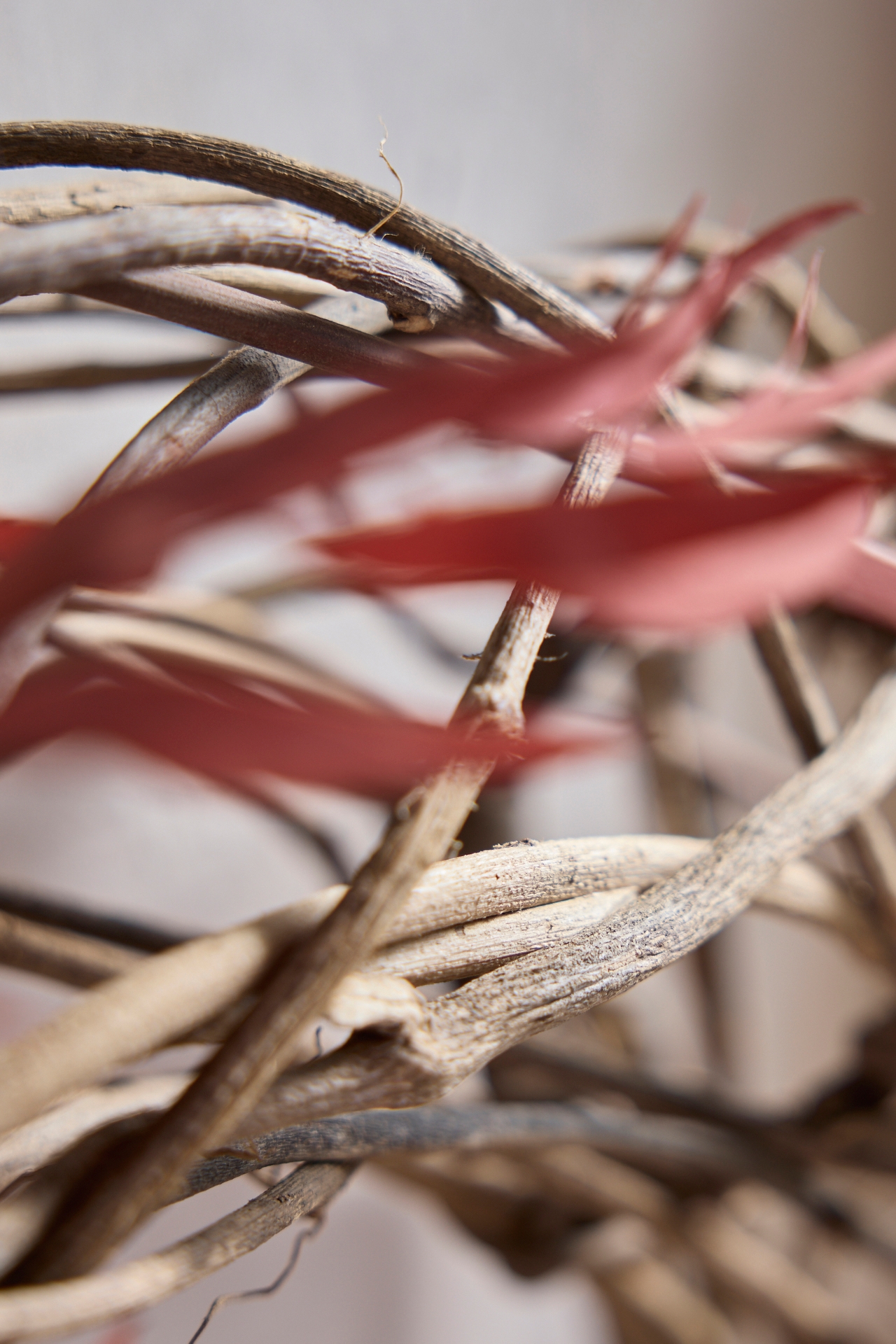 Reindeer Woven Vine Wreath