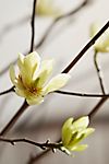 Yellow Tulip Magnolia Branches #1