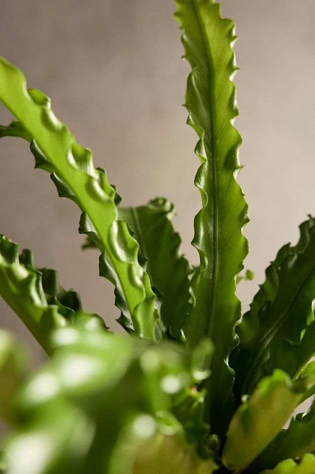 Bird's Nest Fern #1