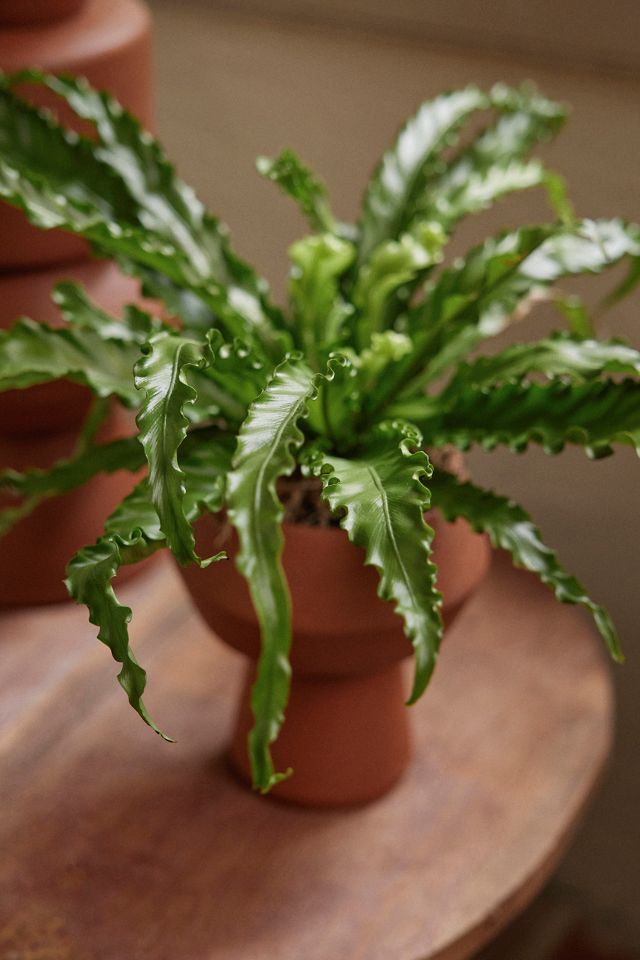 Bird's Nest Fern #3