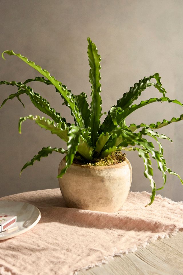 Bird's Nest Fern #2