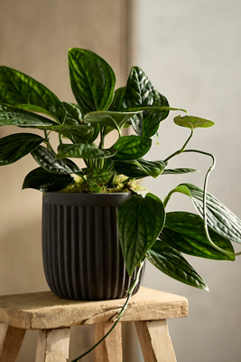 monstera molinae Monstera 'Split-Leaf'