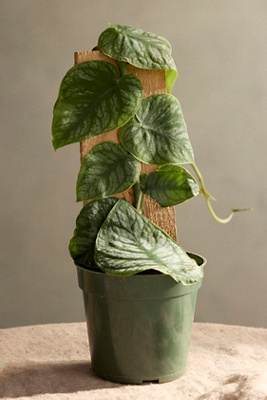 Monstera Dubia | Terrain