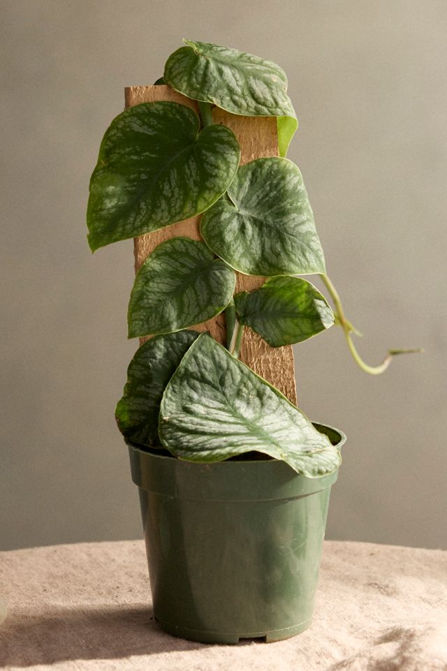 Monstera Dubia