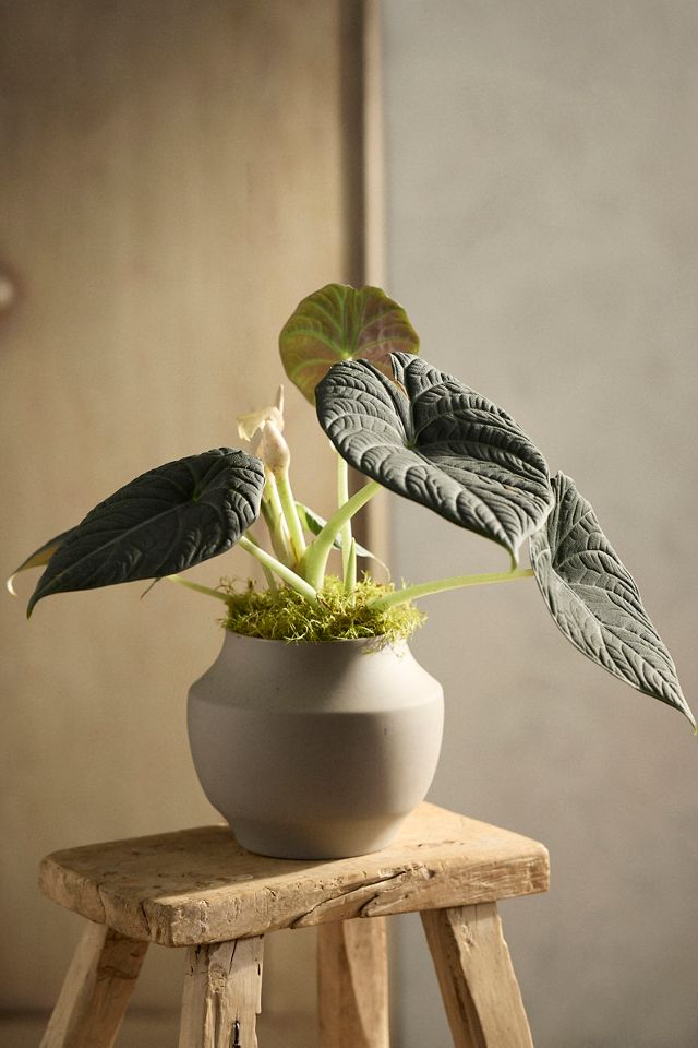 Alocasia chienlii 'Antoro Velvet' #1