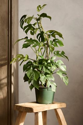 Rhaphidophora tetrasperma 'Mini Monstera'