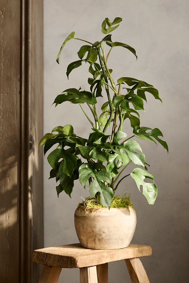 Rhaphidophora tetrasperma 'Mini Monstera' #1