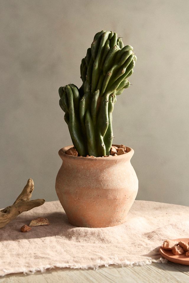 Cereus monstrose Cactus, 6" #1