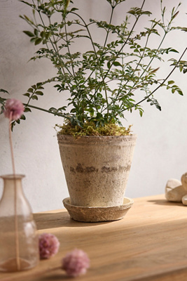 Earth Fired Clay Ridge Top Pot + Saucer Set, 8" | Terrain