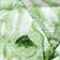 Green Pattern