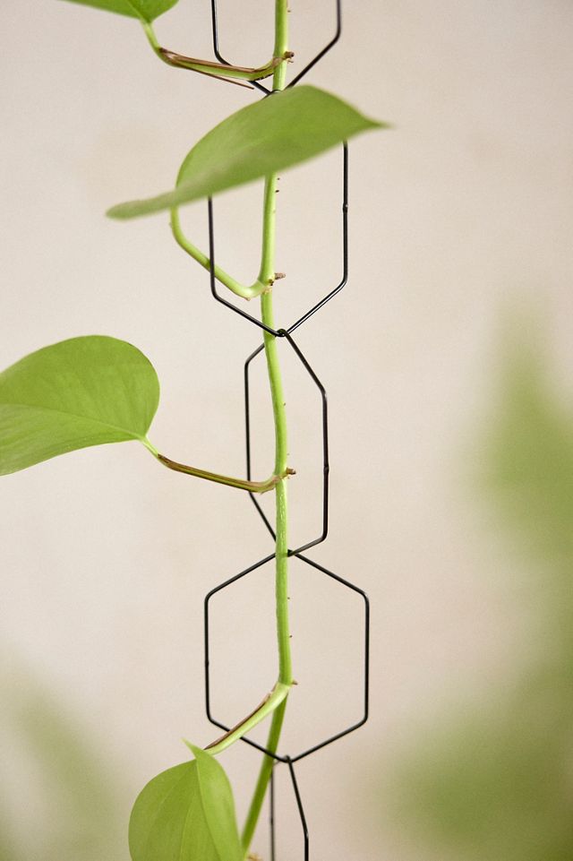 Chain Trellis #3