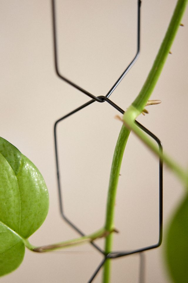 Chain Trellis #4