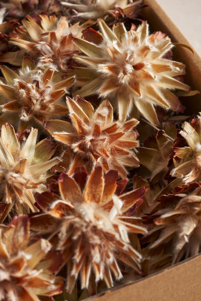 Dried Plumosum #1