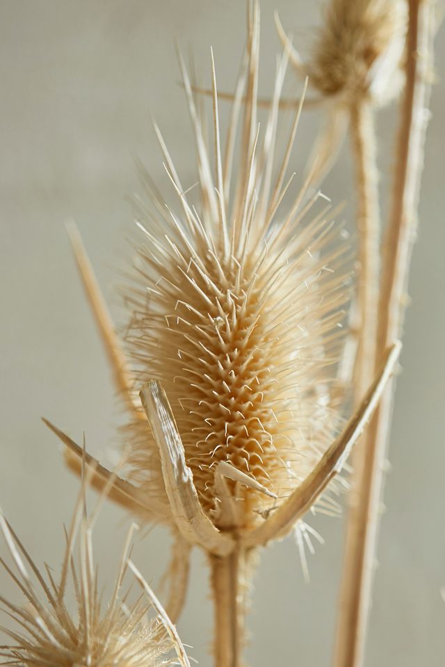Bleached Eryngium Bunch | AnthroHome