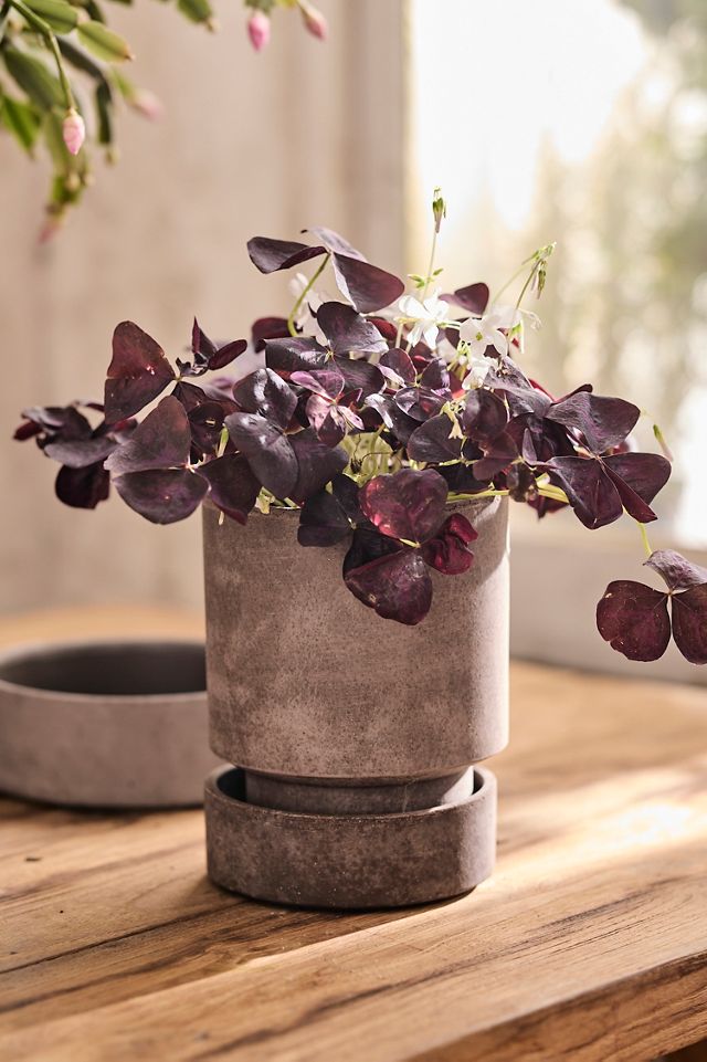 Bergs Hoff Terracotta Pot #10
