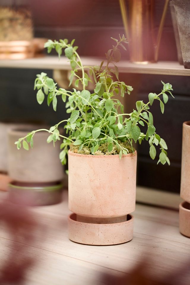 Bergs Hoff Terracotta Pot #12