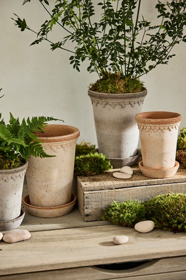 Bergs Tall Copenhagen Terracotta Pot + Saucer Set | Terrain